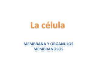 La célula Membrana y orgánulos membranosos 