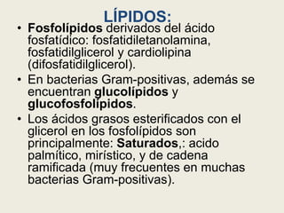 LÍPIDOS:
• Fosfolípidos derivados del ácido
fosfatídico: fosfatidiletanolamina,
fosfatidilglicerol y cardiolipina
(difosfatidilglicerol).
• En bacterias Gram-positivas, además se
encuentran glucolípidos y
glucofosfolípidos.
• Los ácidos grasos esterificados con el
glicerol en los fosfolípidos son
principalmente: Saturados,: acido
palmítico, mirístico, y de cadena
ramificada (muy frecuentes en muchas
bacterias Gram-positivas).
 