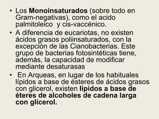 • Los Monoinsaturados (sobre todo en
Gram-negativas), como el acido
palmitoleico y cis-vaccénico.
• A diferencia de eucariotas, no existen
ácidos grasos poliinsaturados, con la
excepción de las Cianobacterias. Este
grupo de bacterias fotosintéticas tiene,
además, la capacidad de modificar
mediante desaturasas
• En Arqueas, en lugar de los habituales
lípidos a base de ésteres de ácidos grasos
con glicerol, existen lípidos a base de
éteres de alcoholes de cadena larga
con glicerol.
 