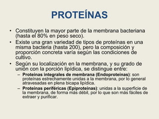 PROTEÍNAS
• Constituyen la mayor parte de la membrana bacteriana
(hasta el 80% en peso seco).
• Existe una gran variedad de tipos de proteínas en una
misma bacteria (hasta 200), pero la composición y
proporción concreta varía según las condiciones de
cultivo.
• Según su localización en la membrana, y su grado de
unión con la porción lipídica, se distingue entre:
– Proteínas integrales de membrana (Endoproteínas): son
proteínas estrechamente unidas a la membrana, por lo general
atravesadas en plena bicapa lipídica.
– Proteínas periféricas (Epiproteínas): unidas a la superficie de
la membrana, de forma más débil, por lo que son más fáciles de
extraer y purificar.
 