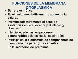 FUNCIONES DE LA MEMBRANA
CITOPLASMICA
• Barrera osmótica
• Es el límite metabólicamente activo de la
célula:.
• Permite selectivamente el paso de
sustancias entre el exterior y el interior (y
viceversa).
• Interviene, además, en procesos
bioenergéticos (fotosíntesis, respiración)
• Participa en la biosíntesis de componentes de
membrana, de pared y de cápsulas
• En la secreción de proteínas
 