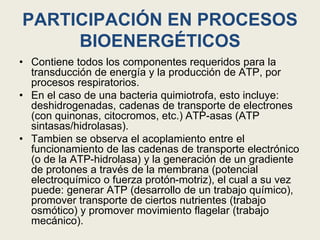 PARTICIPACIÓN EN PROCESOS
BIOENERGÉTICOS
• Contiene todos los componentes requeridos para la
transducción de energía y la producción de ATP, por
procesos respiratorios.
• En el caso de una bacteria quimiotrofa, esto incluye:
deshidrogenadas, cadenas de transporte de electrones
(con quinonas, citocromos, etc.) ATP-asas (ATP
sintasas/hidrolasas).
• Tambien se observa el acoplamiento entre el
funcionamiento de las cadenas de transporte electrónico
(o de la ATP-hidrolasa) y la generación de un gradiente
de protones a través de la membrana (potencial
electroquímico o fuerza protón-motriz), el cual a su vez
puede: generar ATP (desarrollo de un trabajo químico),
promover transporte de ciertos nutrientes (trabajo
osmótico) y promover movimiento flagelar (trabajo
mecánico).
 