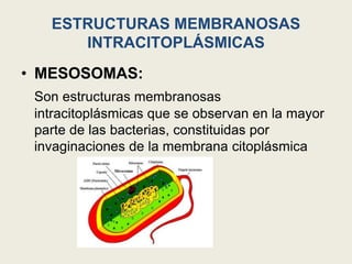ESTRUCTURAS MEMBRANOSAS
INTRACITOPLÁSMICAS
• MESOSOMAS:
Son estructuras membranosas
intracitoplásmicas que se observan en la mayor
parte de las bacterias, constituidas por
invaginaciones de la membrana citoplásmica
 