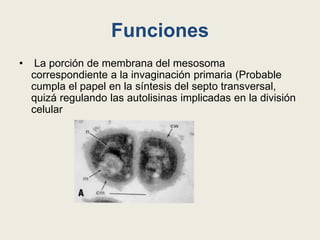 Funciones
• La porción de membrana del mesosoma
correspondiente a la invaginación primaria (Probable
cumpla el papel en la síntesis del septo transversal,
quizá regulando las autolisinas implicadas en la división
celular
 