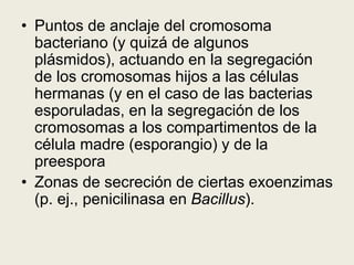 • Puntos de anclaje del cromosoma
bacteriano (y quizá de algunos
plásmidos), actuando en la segregación
de los cromosomas hijos a las células
hermanas (y en el caso de las bacterias
esporuladas, en la segregación de los
cromosomas a los compartimentos de la
célula madre (esporangio) y de la
preespora
• Zonas de secreción de ciertas exoenzimas
(p. ej., penicilinasa en Bacillus).
 