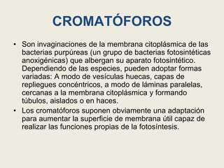 CROMATÓFOROS
• Son invaginaciones de la membrana citoplásmica de las
bacterias purpúreas (un grupo de bacterias fotosintéticas
anoxigénicas) que albergan su aparato fotosintético.
Dependiendo de las especies, pueden adoptar formas
variadas: A modo de vesículas huecas, capas de
repliegues concéntricos, a modo de láminas paralelas,
cercanas a la membrana citoplásmica y formando
túbulos, aislados o en haces.
• Los cromatóforos suponen obviamente una adaptación
para aumentar la superficie de membrana útil capaz de
realizar las funciones propias de la fotosíntesis.
 
