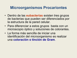 Microorganismos Procariontes
• Dentro de las eubacterias existen tres grupos
de bacterias que pueden ser diferenciados por
la estructura de la pared celular.
• Para diferenciar a estos grupos basta con un
microscopio óptico y soluciones de colorantes.
• La forma más sencilla de iniciar una
identificación del microorganismo es realizar
una coloración o tinción de Gram.
 