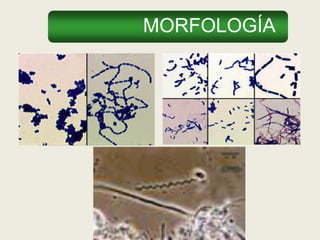 MORFOLOGÍA
 