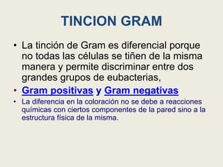 TINCION GRAM
• La tinción de Gram es diferencial porque
no todas las células se tiñen de la misma
manera y permite discriminar entre dos
grandes grupos de eubacterias,
• Gram positivas y Gram negativas
• La diferencia en la coloración no se debe a reacciones
químicas con ciertos componentes de la pared sino a la
estructura física de la misma.
 