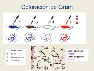 Coloración de Gram
1. Cristal violeta
2. Lugol
3. Alcohol acetona
4. Zafranina
1
2 3 4
Gram positivos
violeta
Gram negativos
rosado
 