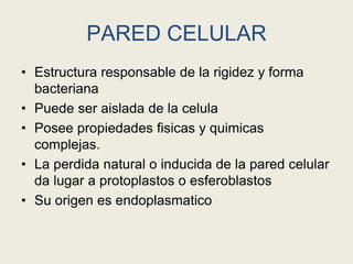 PARED CELULAR
• Estructura responsable de la rigidez y forma
bacteriana
• Puede ser aislada de la celula
• Posee propiedades fisicas y quimicas
complejas.
• La perdida natural o inducida de la pared celular
da lugar a protoplastos o esferoblastos
• Su origen es endoplasmatico
 