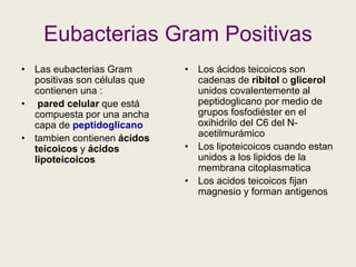 Eubacterias Gram Positivas
• Las eubacterias Gram
positivas son células que
contienen una :
• pared celular que está
compuesta por una ancha
capa de peptidoglicano
• tambien contienen ácidos
teicoicos y ácidos
lipoteicoicos
• Los ácidos teicoicos son
cadenas de ribitol o glicerol
unidos covalentemente al
peptidoglicano por medio de
grupos fosfodiéster en el
oxihidrilo del C6 del N-
acetilmurámico
• Los lipoteicoicos cuando estan
unidos a los lipidos de la
membrana citoplasmatica
• Los acidos teicoicos fijan
magnesio y forman antigenos
 