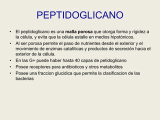 PEPTIDOGLICANO
• El peptidoglicano es una malla porosa que otorga forma y rigidez a
la célula, y evita que la célula estalle en medios hipotónicos.
• Al ser porosa permite el paso de nutrientes desde el exterior y el
movimiento de enzimas catalíticas y productos de secreción hacia el
exterior de la célula.
• En las G+ puede haber hasta 40 capas de petidoglicano
• Posee receptores para antibioticos y otros metabolitos
• Posee una fraccion glucidica que permite la clasificacion de las
bacterias
 