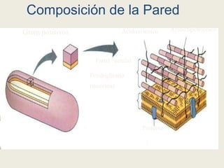 Ácido teicoico Ácido lipoteicoico
Pared celular
Petidoglicano
(mureina)
Proteína
Gram positivos
Composición de la Pared
 