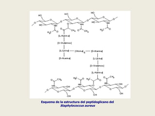 Esquema de la estructura del peptidoglicano del
Staphylococcus aureus
 