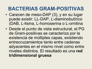 BACTERIAS GRAM-POSITIVAS
• Carecen de meso-DAP (3), y en su lugar
puede existir: LL-DAP, L-diaminobutírico
(DAB, L-lisina, L-homoserina o L-ornitina
• Desde el punto de vista estructural, el PG
de Gram-positivas se caracteriza por la
existencia de múltiples capas, existiendo
entrecruzamientos tanto entre cadenas
adyacentes en el mismo nivel como entre
niveles distintos. El resultado es una red
tridimensional gruesa
 