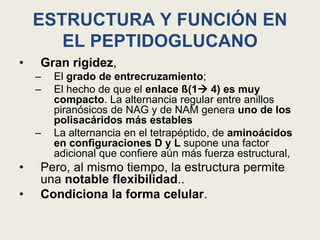 ESTRUCTURA Y FUNCIÓN EN
EL PEPTIDOGLUCANO
• Gran rigidez,
– El grado de entrecruzamiento;
– El hecho de que el enlace ß(1 4) es muy
compacto. La alternancia regular entre anillos
piranósicos de NAG y de NAM genera uno de los
polisacáridos más estables
– La alternancia en el tetrapéptido, de aminoácidos
en configuraciones D y L supone una factor
adicional que confiere aún más fuerza estructural,
• Pero, al mismo tiempo, la estructura permite
una notable flexibilidad..
• Condiciona la forma celular.
 