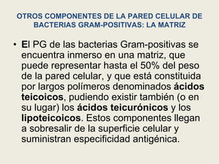 OTROS COMPONENTES DE LA PARED CELULAR DE
BACTERIAS GRAM-POSITIVAS: LA MATRIZ
• El PG de las bacterias Gram-positivas se
encuentra inmerso en una matriz, que
puede representar hasta el 50% del peso
de la pared celular, y que está constituida
por largos polímeros denominados ácidos
teicoicos, pudiendo existir también (o en
su lugar) los ácidos teicurónicos y los
lipoteicoicos. Estos componentes llegan
a sobresalir de la superficie celular y
suministran especificidad antigénica.
 