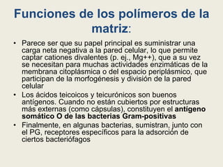 Funciones de los polímeros de la
matriz:
• Parece ser que su papel principal es suministrar una
carga neta negativa a la pared celular, lo que permite
captar cationes divalentes (p. ej., Mg++), que a su vez
se necesitan para muchas actividades enzimáticas de la
membrana citoplásmica o del espacio periplásmico, que
participan de la morfogénesis y división de la pared
celular
• Los ácidos teicoicos y teicurónicos son buenos
antígenos. Cuando no están cubiertos por estructuras
más externas (como cápsulas), constituyen el antígeno
somático O de las bacterias Gram-positivas
• Finalmente, en algunas bacterias, sumistran, junto con
el PG, receptores específicos para la adsorción de
ciertos bacteriófagos
 