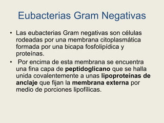 Eubacterias Gram Negativas
• Las eubacterias Gram negativas son células
rodeadas por una membrana citoplasmática
formada por una bicapa fosfolipídica y
proteínas.
• Por encima de esta membrana se encuentra
una fina capa de peptidoglicano que se halla
unida covalentemente a unas lipoproteínas de
anclaje que fijan la membrana externa por
medio de porciones lipofílicas.
 