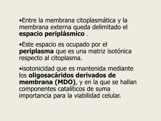•Entre la membrana citoplasmática y la
membrana externa queda delimitado el
espacio periplásmico .
•Este espacio es ocupado por el
periplasma que es una matriz isotónica
respecto al citoplasma.
•isotonicidad que es mantenida mediante
los oligosacáridos derivados de
membrana (MDO), y en la que se hallan
componentes catalíticos de suma
importancia para la viabilidad celular.
 