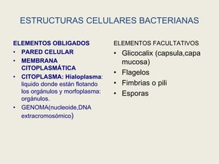 ESTRUCTURAS CELULARES BACTERIANAS
ELEMENTOS OBLIGADOS
• PARED CELULAR
• MEMBRANA
CITOPLASMÁTICA
• CITOPLASMA: Hialoplasma:
liquido donde están flotando
los orgánulos y morfoplasma:
orgánulos.
• GENOMA(nucleoide,DNA
extracromosómico)
ELEMENTOS FACULTATIVOS
• Glicocalix (capsula,capa
mucosa)
• Flagelos
• Fimbrias o pili
• Esporas
 
