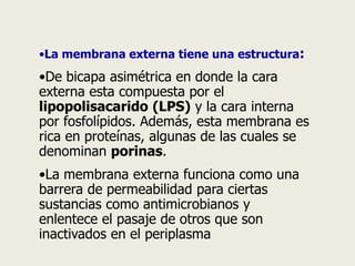 •La membrana externa tiene una estructura:
•De bicapa asimétrica en donde la cara
externa esta compuesta por el
lipopolisacarido (LPS) y la cara interna
por fosfolípidos. Además, esta membrana es
rica en proteínas, algunas de las cuales se
denominan porinas.
•La membrana externa funciona como una
barrera de permeabilidad para ciertas
sustancias como antimicrobianos y
enlentece el pasaje de otros que son
inactivados en el periplasma
 
