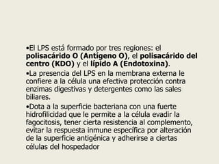 •El LPS está formado por tres regiones: el
polisacárido O (Antígeno O), el polisacárido del
centro (KDO) y el lípido A (Endotoxina).
•La presencia del LPS en la membrana externa le
confiere a la célula una efectiva protección contra
enzimas digestivas y detergentes como las sales
biliares.
•Dota a la superficie bacteriana con una fuerte
hidrofilicidad que le permite a la célula evadir la
fagocitosis, tener cierta resistencia al complemento,
evitar la respuesta inmune específica por alteración
de la superficie antigénica y adherirse a ciertas
células del hospedador
 