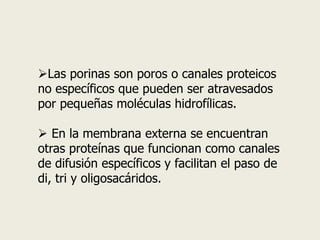 Las porinas son poros o canales proteicos
no específicos que pueden ser atravesados
por pequeñas moléculas hidrofílicas.
 En la membrana externa se encuentran
otras proteínas que funcionan como canales
de difusión específicos y facilitan el paso de
di, tri y oligosacáridos.
 
