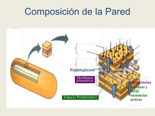 Composición de la Pared
Gram negativos
Membrana
externa
Fosfolípidos
Lipoproteina
Enzimas y
otras
sustancias
activas
Proteína
Lípido A
Membrana
plasmática
Péptidoglicano
Espacio Periplasmico
Lipopoli-
sacáridos
Polisacárido O
 