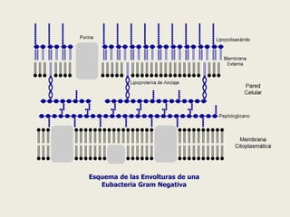 Esquema de las Envolturas de una
Eubacteria Gram Negativa
 