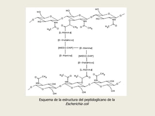 Esquema de la estructura del peptidoglicano de la
Escherichia coli
 
