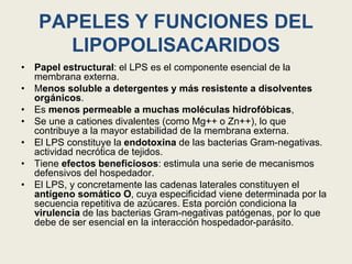 PAPELES Y FUNCIONES DEL
LIPOPOLISACARIDOS
• Papel estructural: el LPS es el componente esencial de la
membrana externa.
• Menos soluble a detergentes y más resistente a disolventes
orgánicos.
• Es menos permeable a muchas moléculas hidrofóbicas,
• Se une a cationes divalentes (como Mg++ o Zn++), lo que
contribuye a la mayor estabilidad de la membrana externa.
• El LPS constituye la endotoxina de las bacterias Gram-negativas.
actividad necrótica de tejidos.
• Tiene efectos beneficiosos: estimula una serie de mecanismos
defensivos del hospedador.
• El LPS, y concretamente las cadenas laterales constituyen el
antígeno somático O, cuya especificidad viene determinada por la
secuencia repetitiva de azúcares. Esta porción condiciona la
virulencia de las bacterias Gram-negativas patógenas, por lo que
debe de ser esencial en la interacción hospedador-parásito.
 
