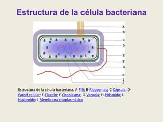 Estructura de la célula bacteriana
Estructura de la célula bacteriana. A-Pili; B-Ribosomas; C-Cápsula; D-
Pared celular; E-Flagelo; F-Citoplasma; G-Vacuola; H-Plásmido; I-
Nucleoide; J-Membrana citoplasmática
 