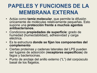 PAPELES Y FUNCIONES DE LA
MEMBRANA EXTERNA
• Actúa como tamiz molecular, que permite la difusión
únicamente de moléculas relativamente pequeñas. Esto
supone una protección frente a muchos agentes
antibacterianos.
• Condiciona propiedades de superficie: grado de
humedad (humectabilidad), adhesividad y carga
eléctrica.
• Es la estructura donde se fijan los componentes del
complemento
• Ciertas proteínas y cadenas laterales del LPS pueden
ser lugares de adsorción (receptores específicos) de
fagos y bacteriocinas.
• Punto de anclaje del anillo externo (“L”) del corpúsculo
basal de los flagelos.
 