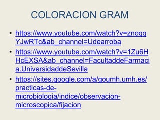 COLORACION GRAM
• https://www.youtube.com/watch?v=znoqq
YJwRTc&ab_channel=Udearroba
• https://www.youtube.com/watch?v=1Zu6H
HcEXSA&ab_channel=FacultaddeFarmaci
a.UniversidaddeSevilla
• https://sites.google.com/a/goumh.umh.es/
practicas-de-
microbiologia/indice/observacion-
microscopica/fijacion
 