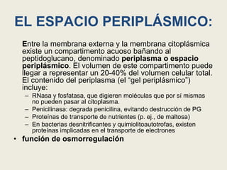 EL ESPACIO PERIPLÁSMICO:
Entre la membrana externa y la membrana citoplásmica
existe un compartimento acuoso bañando al
peptidoglucano, denominado periplasma o espacio
periplásmico. El volumen de este compartimento puede
llegar a representar un 20-40% del volumen celular total.
El contenido del periplasma (el “gel periplásmico”)
incluye:
– RNasa y fosfatasa, que digieren moléculas que por sí mismas
no pueden pasar al citoplasma.
– Penicilinasa: degrada penicilina, evitando destrucción de PG
– Proteínas de transporte de nutrientes (p. ej., de maltosa)
– En bacterias desnitrificantes y quimiolitoautotrofas, existen
proteínas implicadas en el transporte de electrones
• función de osmorregulación
 