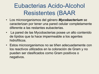 Eubacterias Acido-Alcohol
Resistentes (BAAR
• Los microorganismos del género Mycobacterium se
caracterizan por tener una pared celular completamente
diferente a las restantes eubacterias.
• La pared de las Mycobacterias posee un alto contenido
de lípidos que la hace impermeable a los agentes
hidrofílicos.
• Estos microorganismos no se tiñen adecuadamente con
los reactivos utilizados en la coloración de Gram y no
pueden ser clasificados como Gram positivos o
negativos.
 