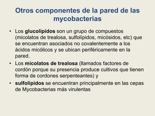 Otros componentes de la pared de las
mycobacterias
• Los glucolípidos son un grupo de compuestos
(micolatos de trealosa, sulfolípidos, micósidos, etc) que
se encuentran asociados no covalentemente a los
ácidos micólicos y se ubican periféricamente en la
pared.
• Los micolatos de trealosa (llamados factores de
cordón porque su presencia produce cultivos que tienen
forma de cordones serpenteantes) y
• sulfolípidos se encuentran principalmente en las cepas
de Mycobacterias más virulentas
 