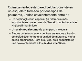 Químicamente, esta pared celular consiste en
un esqueleto formado por dos tipos de
polímeros, unidos covalentemente entre sí:
– Un peptidoglucano especial (la diferencia más
importante es que en vez de N-acetil murámico existe
N-glucolil-murámico);
– Un arabinogalactano de gran peso molecular
– Ambos polímeros se encuentran enlazados a través
de fosfodiéster entre una unidad de murámico y una
de las arabinosas. Pero a su vez, este esqueleto se
une covalentemente a los ácidos micólicos
 