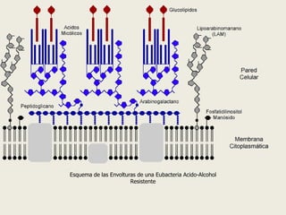 Esquema de las Envolturas de una Eubacteria Acido-Alcohol
Resistente
 