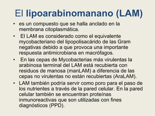 El lipoarabinomanano (LAM)
• es un compuesto que se halla anclado en la
membrana citoplasmática.
• El LAM es considerado como el equivalente
mycobacteriano del lipopolisacárido de las Gram
negativas debido a que provoca una importante
respuesta antimicrobiana en macrófagos.
• En las cepas de Mycobacterias más virulentas la
arabinosa terminal del LAM está recubierta con
residuos de manosa (manLAM) a diferencia de las
cepas no virulentas no están recubiertas (AraLAM).
• LAM también podría servir como poro para el paso de
los nutrientes a través de la pared celular. En la pared
celular también se encuentran proteínas
inmunoreactivas que son utilizadas con fines
diagnósticos (PPD).
 