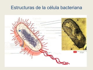 Estructuras de la célula bacteriana
Cápsula
Citoplasma
Ribosomas
Pared celular
Membrana citoplasmática
Cromosoma
Plásmido
Flagelo
Cápsula
Pared celular
Membrana
citoplasmática
Fimbrinas
Inclusión
 