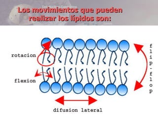 Los movimientos que pueden
   realizar los lípidos son:
 