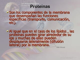 Proteínas
Son los componentes de la membrana
que desempeñan las funciones
específicas (transporte, comunicación,
etc).

Al igual que en el caso de los lípidos , las
proteínas pueden girar alrededor de su
eje y muchas de ellas pueden
desplazarse lateralmente (difusión
lateral) por la membrana.
 