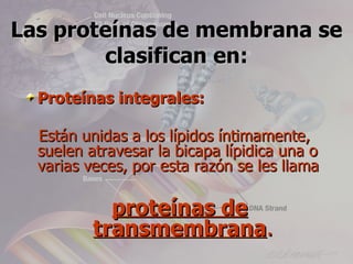 Las proteínas de membrana se
        clasifican en:
  Proteínas integrales:

  Están unidas a los lípidos íntimamente,
  suelen atravesar la bicapa lípidica una o
  varias veces, por esta razón se les llama

            proteínas de
          transmembrana.
 