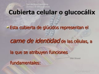Cubierta celular o glucocálix

Esta cubierta de glúcidos representan el


carne de identidad de las células, a
la que se atribuyen funciones

fundamentales:
 