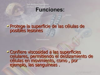 Funciones:

Protege la superficie de las células de
posibles lesiones



Confiere viscosidad a las superficies
celulares, permitiendo el deslizamiento de
células en movimiento, como , por
ejemplo, las sanguíneas .
 