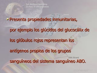 Presenta propiedades inmunitarias,

por ejemplo los glúcidos del glucocálix de

los glóbulos rojos representan los

antígenos propios de los grupos

sanguíneos del sistema sanguíneo ABO.
 