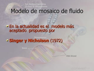 Modelo de mosaico de fluido

En la actualidad es el modelo más
aceptado propuesto por

Singer y Nicholson (1972)
 